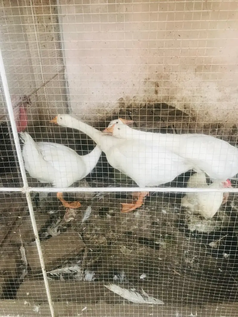 Turkey Breaders — photo 4