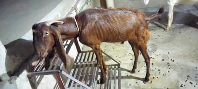 Qurbani 2025