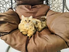 (0327-2424095) Top Quality Persian kitten or cat baby