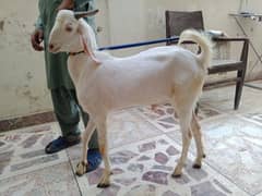 Three MALE Goats for sale