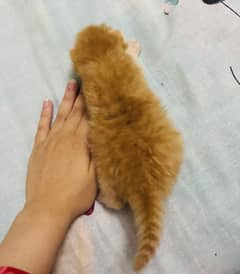 Persian kittens|near to picky