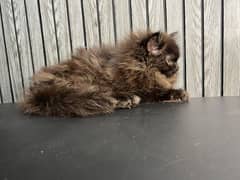 Persian