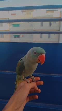 Friendly