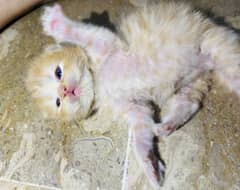 Persian kittens|near to picky