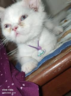 Persian kitten