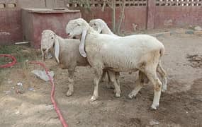 MashaAllah Ghr k Dumbay Larkana