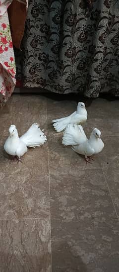 Fantail Breeder pair with 1 chick
