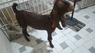 And Bakra