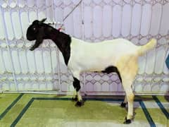 bakray for sell