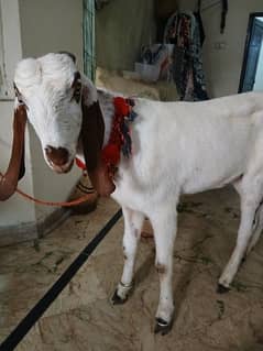 donda bakra ghr ka pala ha 30kg gosht