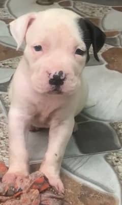 Pitbull