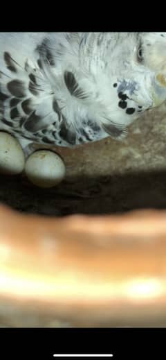 Hogoromo pair with eggs