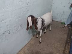 bakri