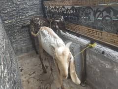 bakra