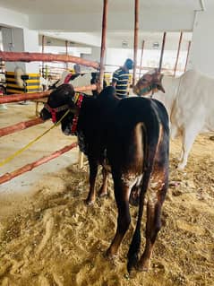 HEAVY BULL FOR SALE 2 dant 0/3/1/7/2/9/5/9/3/1/3