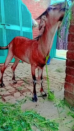 Baqra for sale | Baqra eid for sale | Goats for sale