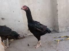 Aseel hen for sale