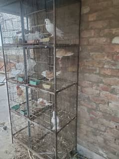 8 khano wala cage hai