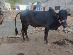 vachra