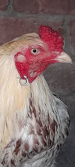 Aseel male mianwali chutki per ha