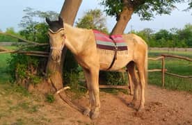Docile Golden Palmino mare