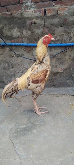 aseel morga