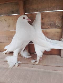 White Gubara Pair for sale