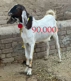 03431751386