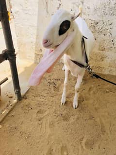gulabi