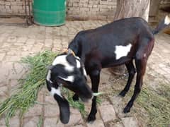 Bakri