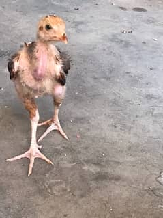 aseel  chick 03211616302