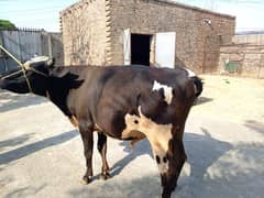 bull