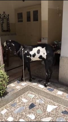 MashAllah both Acha ghr ka bakra hai weigh 40 kg saa inshallah plus ho