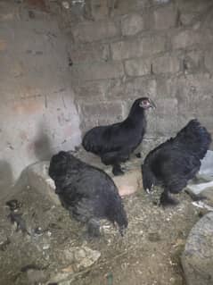 bantam