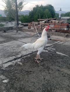 Heera murga for sale