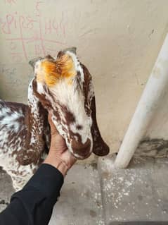 makhi chani for sale 03147104960