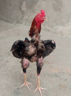 MY HOME BREED ASEEL LARGE HEIGHT MURGHA