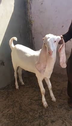 Gulabi
