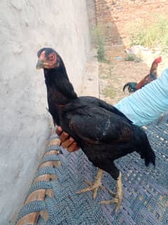 ASEEL HENS OF MY HOME BREED FOR SALE