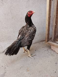 Lasani