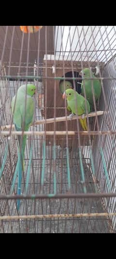 pair baby