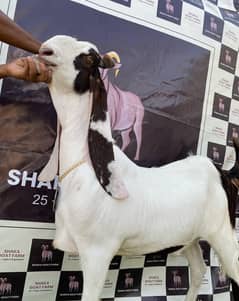 04 Teeth Gulabi Abluck Heavy Weigh Goat For Sale
