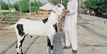 Ablak Rajanpuri Male For Sale Call Me 0346,,042,,19,,93