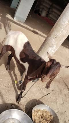 bakra