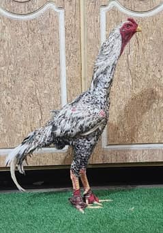 shamo