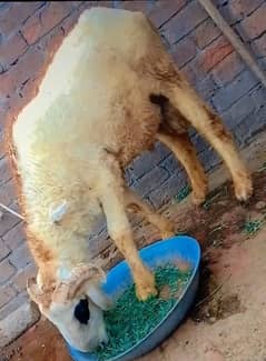 chatra   / bakra  Sheep  wala Bakra  kalja nhi abhi 2 dant ho Raha hay