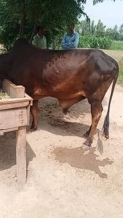 2 dant Bull  0333-18-86-401
