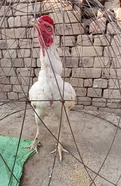 high quality mainwali Aseel murga