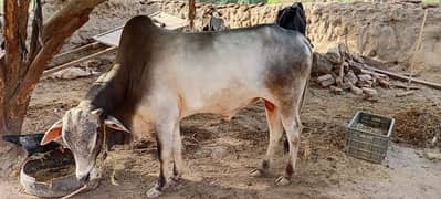 cow for selling 2 years for Eid 03080827174
