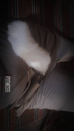 cute cat baby 15 days old